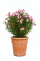Preview: Grand pot cylindrique en terre cuite d’Impruneta 45 cm
